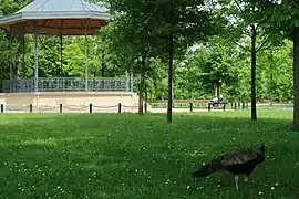 Kiosque et paon.