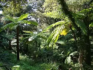 Jardin de Nouvelle-Zélande