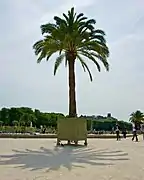 Palmier en pot au Jardin du Luxembourg, Paris.