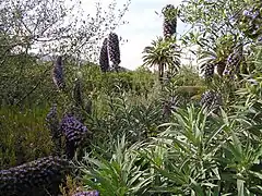 Echium candicans.