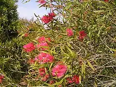 Callistemon rigidus.