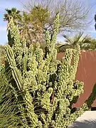 Cereus hildmannianus.