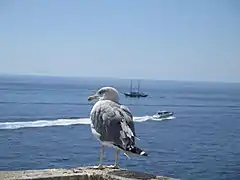 Goéland et Méditerranée.