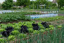 Photo de jardin potager, au premier plan des verts d'oignons et des salades, au second plan, des bouteilles plastiques alignées, en arrière plan des maisons ouvrières