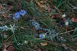 Jasione des montagnes