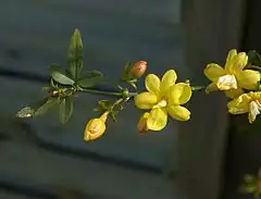 Description de l'image Jasminum mesnyi.jpg.