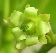 Fleur femelle, pilosité interne