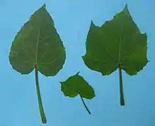 Différentes formes de feuilles