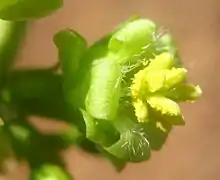 Fleur femelle