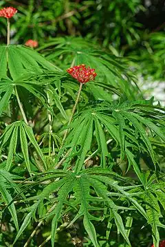 Floraison terminale de Jatropha multifida.