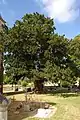 L'if millénaire, labellisé Arbre remarquable.