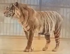 † Tigre de Java.