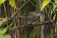 Description de l'image Javan Bush-Warbler - Ijen - East Java MG 7413 (29696606532).jpg.