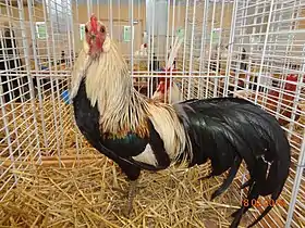 Coq Javanaise saumon doré clair