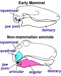 Diagramme montrant la configuration de la mâchoire d'un mammifère primitif (montré en haut), et celui d'un synapside basal (montré en bas, avec comme exemple le dimétrodon).