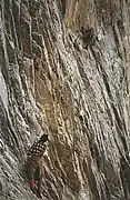 Photographie de deux hommes escaladant une montagne.