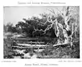 Woodland Lake(Un lac boisé), 1905.