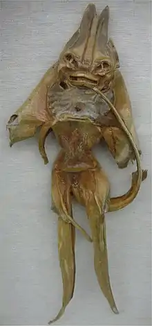 Jenny Haniver : Forme androïde.