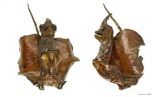Jenny Haniver : Forme petit dragon - muséum de Toulouse.