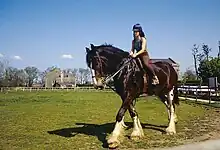 Petite fille sur un très grand cheval brun et blanc.