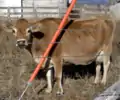 Une vache jersiaise aux États-Unis.