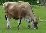 Photo couleur d'une vache fauve pâturant. Elle a une tête plus foncée, un mufle noir cerclé de blanc et un front très concave.