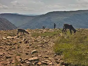 Caribous broutant au sommet d'une montagne.