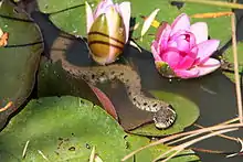 Une couleuvre à collier est située dans l'eau, la tête reposant sur une feuille de nénuphar.