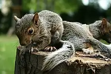 Un très jeune écureuil gris sur une souche d'arbre