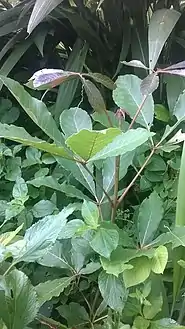 Jeune plante d'un fromager de type Ceiba pentandra.