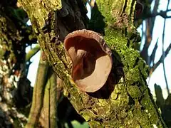 Oreille-de-Judas sur un arbre en Grande-Bretagne