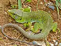 Lézard ocellé ♂ (Cantabrie, Espagne)