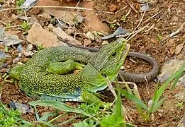 Lézard ocellé.