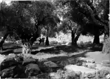 Photo d'archive en noir et blanc de tombes sous des arbres.