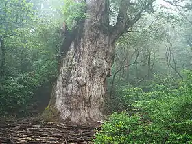 Photo du Jomon sugi, dans l'ile de Yaku, le plus vieux des yakusugi qui a 7200 ans