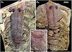 Région postérieure du tronc de  J. decora, montrant des traces des lobopodes, des diverticules de l'intestin et une « queue » en lobe.