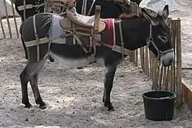 Âne corse dans la pinède de Calvi.