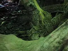 Ménagerie du jardin des plantes Paris/France