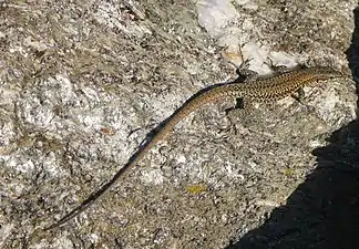 Lézard des murailles à Port-Cros.