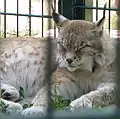 Lynx de Sibérie au zoo.