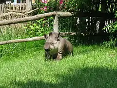 Tapir.