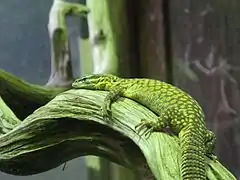 Ménagerie du jardin des plantes - Paris/France