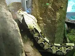 Ménagerie du jardin des plantes - Paris/France