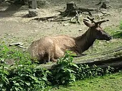 Wapiti.