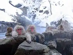 Les macaques japonais.