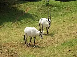 Oryx d'Arabie au zoo de Johannesburg, Afrique du Sud.