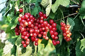 Groseillier rouge, Ribes rubrum