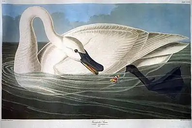 Peinture de John James Audubon dans The Birds of America (1838)