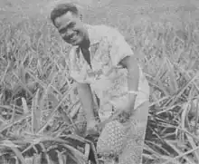 Homme souriant récoltant un ananas avec un grand couteau