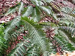 Polystichum aculeatum aime les stations fraîches.